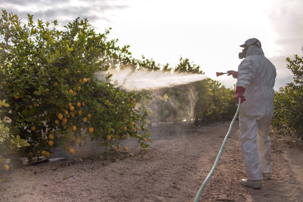 Best Affordable Pest Control Services  in Bridgeport, NE